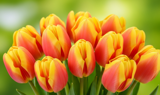 튤립 꽃말(분홍, 노랑, 빨간, 주황, 보라, 망고 튤립 의미) | 2026 완벽 가이드 - image 11