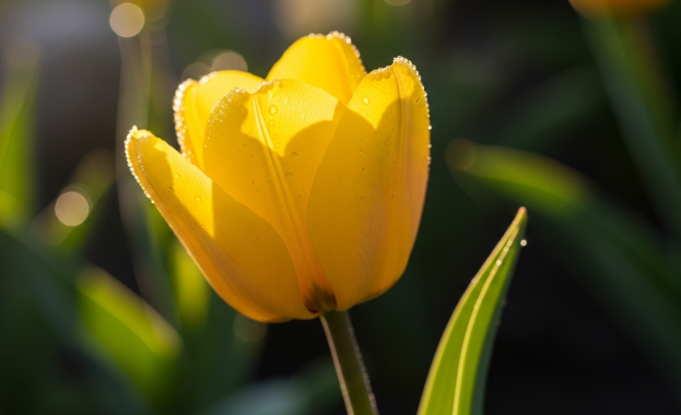 튤립 꽃말(분홍, 노랑, 빨간, 주황, 보라, 망고 튤립 의미) | 2026 완벽 가이드 - image 8